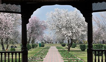 SRINAGAR, INDIA - MARCH 23: A view of almond blossom trees with a sign of the arrival of spring after a long spell of winter, at Badamwari on March 23, 2017 in old the downtown Srinagar, India. (Photo by Waseem Andrabi/Hindustan Times via Getty Images)