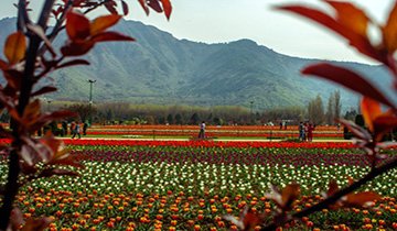 SRINAGAR, KASHMIR, INDIA - MARCH 29: A general view of Tulip flowers in full bloom in Siraj Bagh where more than 2 Million tulips are expected to bloom during spring season on March 29, 2016 in Srinagar, the summer capital of Indian administered Kashmir, India. Thousands of tourists are expected to visit Asia's largest tulip garden, Siraj Bagh, located at the foothills of Zabarwan range, as it opens to the public. The tulips are expected to remain in full bloom till April. (Photo by Yawar Nazir/Getty Images)